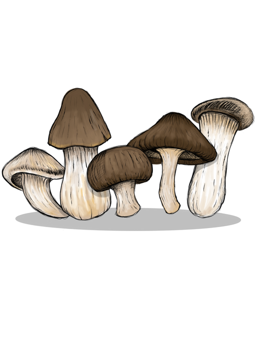 5 Stir-fry essential mushrooms